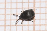 Spermophagus sericeus