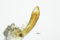 Spermophagus sericeus