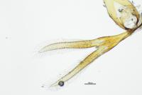 Spermophagus sericeus