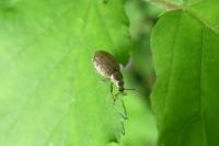 Peritelus sphaeroides