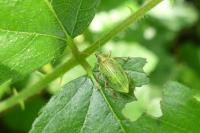 Polydrusus formosus