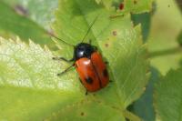 Cryptocephalus bipunctatus