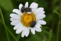 Oxythyrea funesta