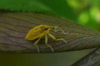 Lixus iridis