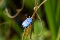 Hoplia coerulea