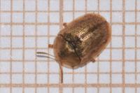Hypocassida subferruginea