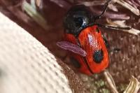 Cryptocephalus bipunctatus