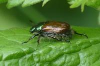 Phyllopertha horticola