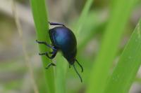 Timarcha goettingensis