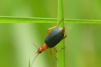 Brachinus