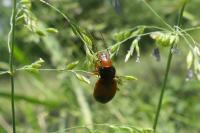Diachromus germanus