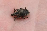 Liophloeus tessulatus