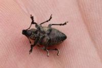 Liophloeus tessulatus