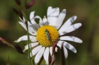 Psilothrix viridicoerulea