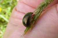 Chrysolina bankii