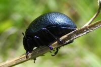 Chrysolina