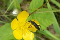 Rutpela nigra