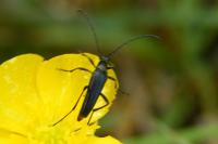 Rutpela nigra