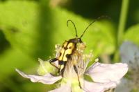 Rutpela maculata