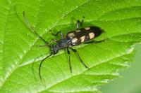 Anoplodera sexguttata