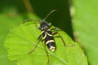 Clytus arietis