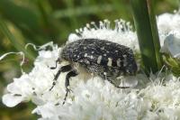Oxythyrea funesta