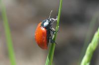 Chrysomela populi