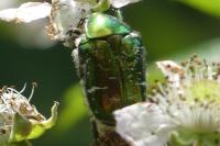 Cetonia aurata