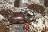 Oryctes nasicornis