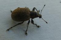 Liophloeus tessulatus