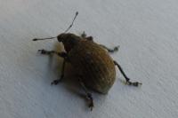 Liophloeus tessulatus