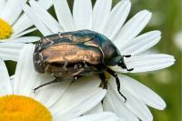 Potosia cuprea