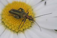 Oedemera nobilis