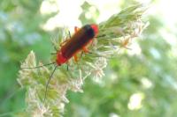 Rhagonycha fulva