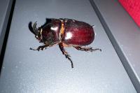 Oryctes nasicornis