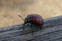 Chrysomela
