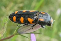 Ptosima undecimmaculata