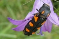 Ptosima undecimmaculata