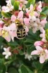 Trichius gallicus