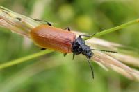 Omophlus lepturoides