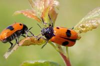 Clytra laeviuscula