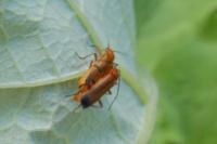 Rhagonycha fulva