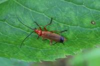 Rhagonycha fulva