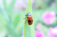 Clytra laeviuscula