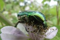 Cetonia aurata
