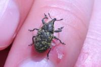 Larinus turbinatus