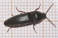 Melanotus crassicollis