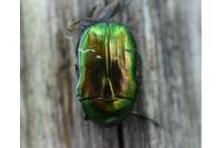 Cetonia aurata