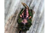 Cetonia aurata