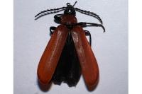 Pyrochroa coccinea